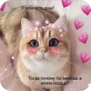Милые котики