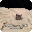 Стикер Милые котики