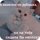 Стикер Милые котики