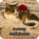 Стикер Милые котики