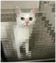 Minecraft Cats