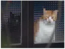 Стикер Minecraft Cats
