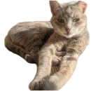 Стикер Живность_N1