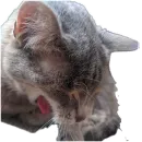 Стикер Живность_N1