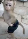 Monkey Memes