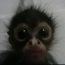 Стикер Monkey Memes