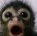 Стикер Monkey Memes