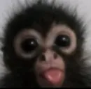 Стикер Monkey Memes