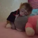Стикер Monkey Memes