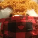 Стикер Прикольные мордочки