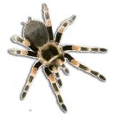 Стикер Spiders