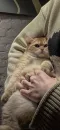 Стикер Cats