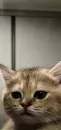 Стикер Cats