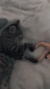 Стикер Cats