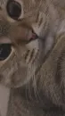 Стикер Cats