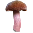 Стикер Грибной pack