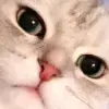 Котики