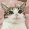 Стикер Котики