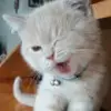 Стикер Котики