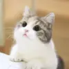 Стикер Котики