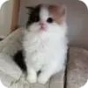 Стикер Cats