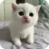 Стикер Cats