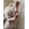 Стикер Cats