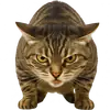 Непослушный кот