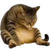 Стикер Непослушный кот