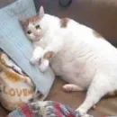 Стикер китики