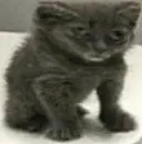 Стикер китики