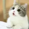 Стикер Meow