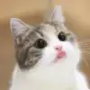 Стикер Meow