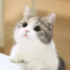 Стикер Meow