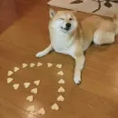 Стикер Милые Песики