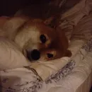 Стикер Милые Песики