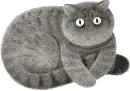 Night Cat