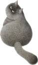 Стикер Night Cat