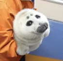 Seals