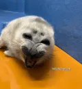 Стикер Seals