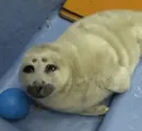 Стикер Seals