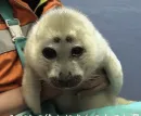 Стикер Seals