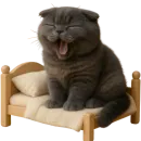 Стикер Котик Нонг Дум