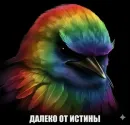 Birds Memes