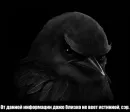Стикер Birds Memes
