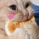 Стикер Cats