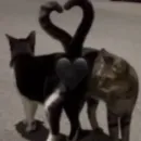 Стикер Cats