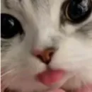 Стикер Cats