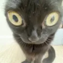 Стикер Cats