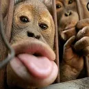 Стикер Monkey
